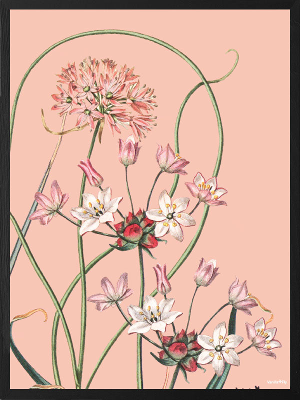 PLAKATER, vanillafly, vanillaflydk, gallerivæg, retrotryk, retroplakater, plakater, flotteplakater, artprints, designprint, billedvæg, flotteplakater, kunst, kunsttryk, gallerikunst, vægkunst, plakatertilsalg, posters, poster, retroposter, retro, art, artprints, artprint, interior, interiordesign, galleryart, botanicalposter, botanicalillustration, gallerywall, wallart, botanicalprint, botanicalart, homedecor, tropicalprint, tropicalart, floralprint, floralart, floralprints, walldecor, artwork wallspace, st