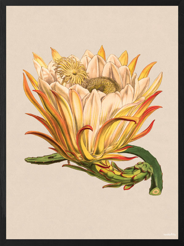 PLAKATER, vanillafly, vanillaflydk, gallerivæg, retrotryk, retroplakater, plakater, flotteplakater, artprints, designprint, billedvæg, flotteplakater, kunst, kunsttryk, gallerikunst, vægkunst, plakatertilsalg, posters, poster, retroposter, retro, art, artprints, artprint, interior, interiordesign, galleryart, botanicalposter, botanicalillustration, gallerywall, wallart, botanicalprint, botanicalart, homedecor, tropicalprint, tropicalart, floralprint, floralart, floralprints, walldecor, artwork wallspace, st