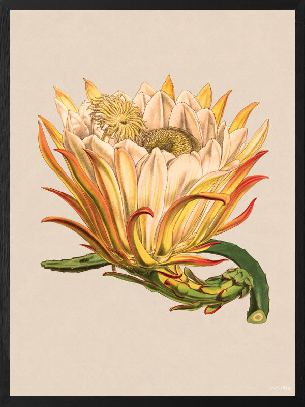 PLAKATER, vanillafly, vanillaflydk, gallerivæg, retrotryk, retroplakater, plakater, flotteplakater, artprints, designprint, billedvæg, flotteplakater, kunst, kunsttryk, gallerikunst, vægkunst, plakatertilsalg, posters, poster, retroposter, retro, art, artprints, artprint, interior, interiordesign, galleryart, botanicalposter, botanicalillustration, gallerywall, wallart, botanicalprint, botanicalart, homedecor, tropicalprint, tropicalart, floralprint, floralart, floralprints, walldecor, artwork wallspace, st