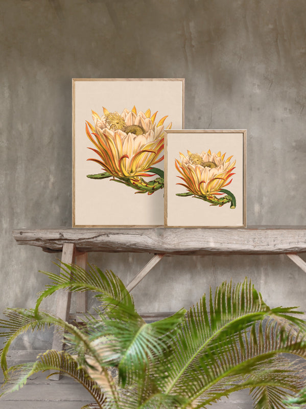 PLAKATER, vanillafly, vanillaflydk, gallerivæg, retrotryk, retroplakater, plakater, flotteplakater, artprints, designprint, billedvæg, flotteplakater, kunst, kunsttryk, gallerikunst, vægkunst, plakatertilsalg, posters, poster, retroposter, retro, art, artprints, artprint, interior, interiordesign, galleryart, botanicalposter, botanicalillustration, gallerywall, wallart, botanicalprint, botanicalart, homedecor, tropicalprint, tropicalart, floralprint, floralart, floralprints, walldecor, artwork wallspace, st