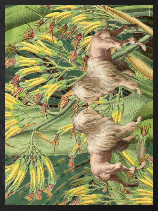 PLAKATER, vanillafly, vanillaflydk, gallerivæg, retrotryk, retroplakater, plakater, flotteplakater, artprints, designprint, billedvæg, flotteplakater, kunst, kunsttryk, gallerikunst, vægkunst, plakatertilsalg, posters, poster, retroposter, retro, art, artprints, artprint, interior, interiordesign, galleryart, botanicalposter, botanicalillustration, gallerywall, wallart, botanicalprint, botanicalart, homedecor, tropicalprint, tropicalart, floralprint, floralart, floralprints, walldecor, artwork wallspace, st