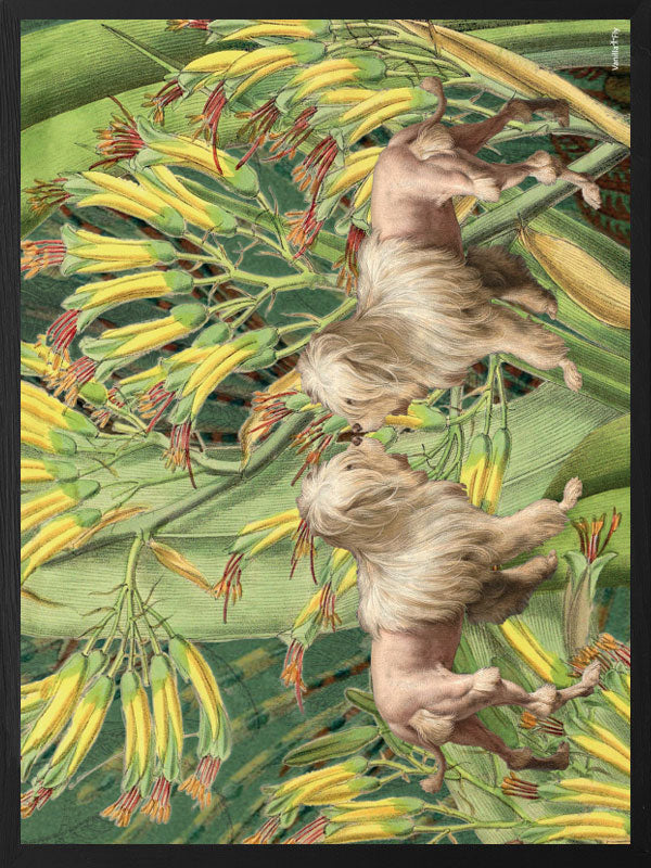 PLAKATER, vanillafly, vanillaflydk, gallerivæg, retrotryk, retroplakater, plakater, flotteplakater, artprints, designprint, billedvæg, flotteplakater, kunst, kunsttryk, gallerikunst, vægkunst, plakatertilsalg, posters, poster, retroposter, retro, art, artprints, artprint, interior, interiordesign, galleryart, botanicalposter, botanicalillustration, gallerywall, wallart, botanicalprint, botanicalart, homedecor, tropicalprint, tropicalart, floralprint, floralart, floralprints, walldecor, artwork wallspace, st