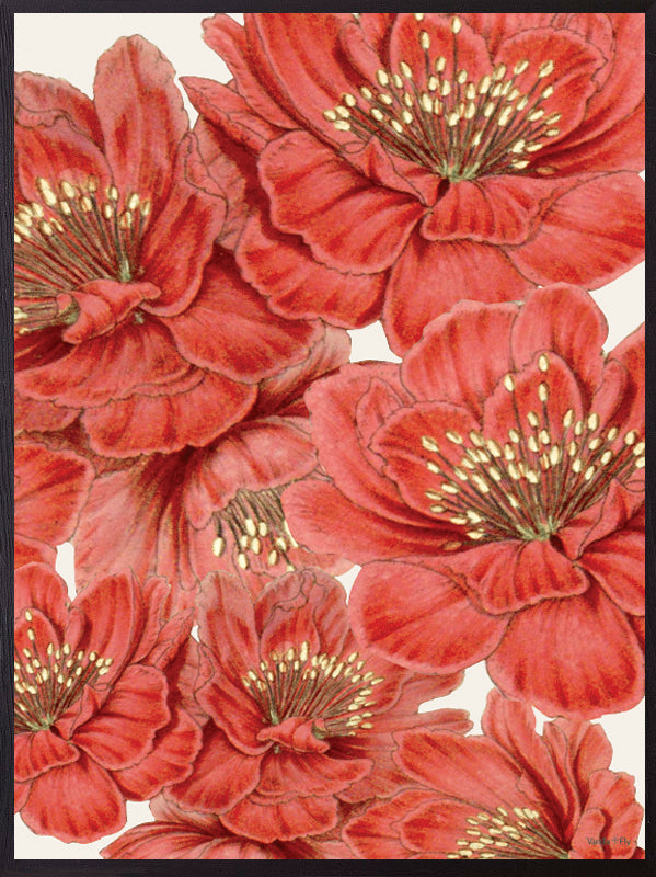 PSC323_Red flower