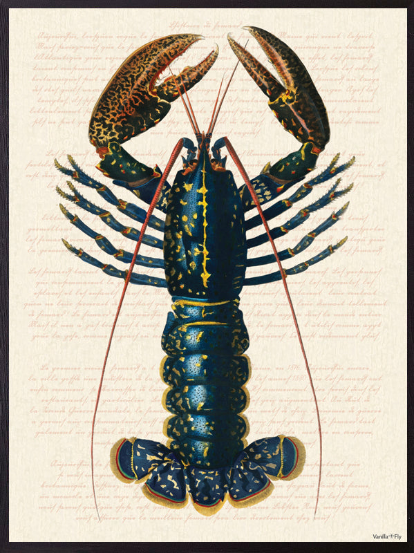 PSC326_Blue lobster