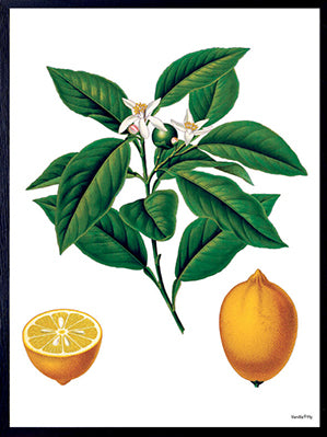 PLAKATER, vanillafly, vanillaflydk, gallerivæg, retrotryk, retroplakater, plakater, flotteplakater, artprints, designprint, billedvæg, flotteplakater, kunst, kunsttryk, gallerikunst, vægkunst, plakatertilsalg, posters, poster, retroposter, retro, art, artprints, artprint, interior, interiordesign, galleryart, botanicalposter, botanicalillustration, gallerywall, wallart, botanicalprint, botanicalart, homedecor, tropicalprint, tropicalart, floralprint, floralart, floralprints, walldecor, artwork wallspace, st