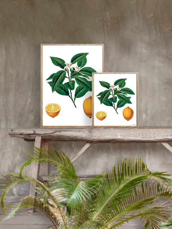 PLAKATER, vanillafly, vanillaflydk, gallerivæg, retrotryk, retroplakater, plakater, flotteplakater, artprints, designprint, billedvæg, flotteplakater, kunst, kunsttryk, gallerikunst, vægkunst, plakatertilsalg, posters, poster, retroposter, retro, art, artprints, artprint, interior, interiordesign, galleryart, botanicalposter, botanicalillustration, gallerywall, wallart, botanicalprint, botanicalart, homedecor, tropicalprint, tropicalart, floralprint, floralart, floralprints, walldecor, artwork wallspace, st