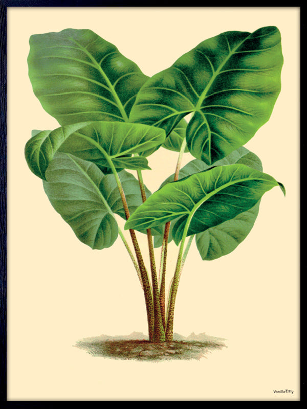 PLAKATER, vanillafly, vanillaflydk, gallerivæg, retrotryk, retroplakater, plakater, flotteplakater, artprints, designprint, billedvæg, flotteplakater, kunst, kunsttryk, gallerikunst, vægkunst, plakatertilsalg, posters, poster, retroposter, retro, art, artprints, artprint, interior, interiordesign, galleryart, botanicalposter, botanicalillustration, gallerywall, wallart, botanicalprint, botanicalart, homedecor, tropicalprint, tropicalart, floralprint, floralart, floralprints, walldecor, artwork wallspace, st