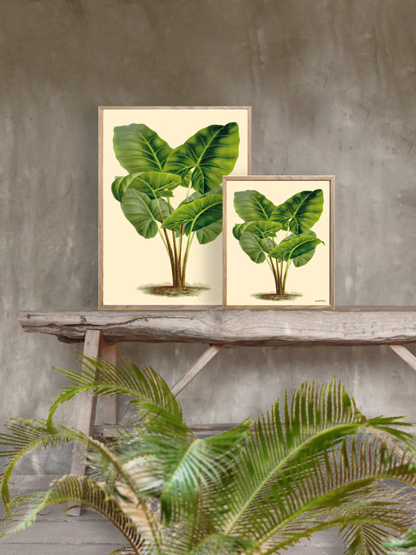 PLAKATER, vanillafly, vanillaflydk, gallerivæg, retrotryk, retroplakater, plakater, flotteplakater, artprints, designprint, billedvæg, flotteplakater, kunst, kunsttryk, gallerikunst, vægkunst, plakatertilsalg, posters, poster, retroposter, retro, art, artprints, artprint, interior, interiordesign, galleryart, botanicalposter, botanicalillustration, gallerywall, wallart, botanicalprint, botanicalart, homedecor, tropicalprint, tropicalart, floralprint, floralart, floralprints, walldecor, artwork wallspace, st