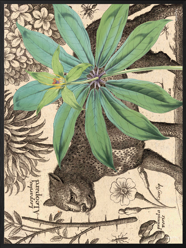 PLAKATER, vanillafly, vanillaflydk, gallerivæg, retrotryk, retroplakater, plakater, flotteplakater, artprints, designprint, billedvæg, flotteplakater, kunst, kunsttryk, gallerikunst, vægkunst, plakatertilsalg, posters, poster, retroposter, retro, art, artprints, artprint, interior, interiordesign, galleryart, botanicalposter, botanicalillustration, gallerywall, wallart, botanicalprint, botanicalart, homedecor, tropicalprint, tropicalart, floralprint, floralart, floralprints, walldecor, artwork wallspace, st