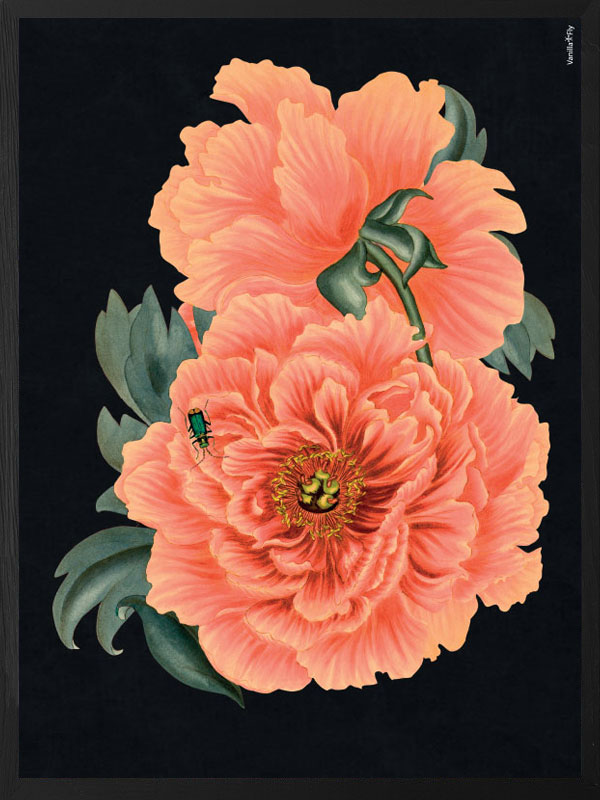 PLAKATER, vanillafly, vanillaflydk, gallerivæg, retrotryk, retroplakater, plakater, flotteplakater, artprints, designprint, billedvæg, flotteplakater, kunst, kunsttryk, gallerikunst, vægkunst, plakatertilsalg, posters, poster, retroposter, retro, art, artprints, artprint, interior, interiordesign, galleryart, botanicalposter, botanicalillustration, gallerywall, wallart, botanicalprint, botanicalart, homedecor, tropicalprint, tropicalart, floralprint, floralart, floralprints, walldecor, artwork wallspace, st