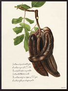 Poster - Carob #PSC293