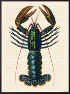 PSC326_Blue lobster