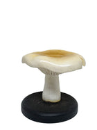 Lysestage - White Matsutake mushroom #WAR176