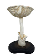 Lysestage - Deer Mushroom #WAR177