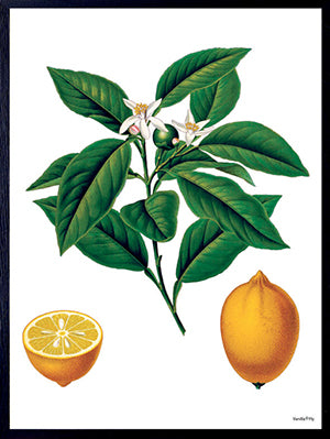 PLAKATER, vanillafly, vanillaflydk, gallerivæg, retrotryk, retroplakater, plakater, flotteplakater, artprints, designprint, billedvæg, flotteplakater, kunst, kunsttryk, gallerikunst, vægkunst, plakatertilsalg, posters, poster, retroposter, retro, art, artprints, artprint, interior, interiordesign, galleryart, botanicalposter, botanicalillustration, gallerywall, wallart, botanicalprint, botanicalart, homedecor, tropicalprint, tropicalart, floralprint, floralart, floralprints, walldecor, artwork wallspace, st