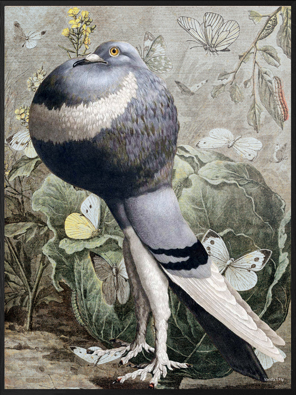 Plakat - Pigeon pout #PSC204 – VanillaFly